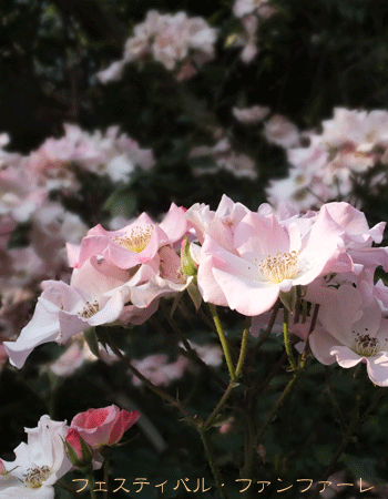 駒場の薔薇　2013年5月23日_c0204801_2111381.gif