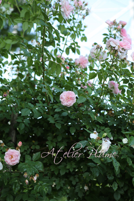 Le Jardin Secret 〜秘密の花園〜_e0154202_22103798.jpg