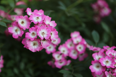 Le Jardin Secret 〜秘密の花園〜_e0154202_22124522.jpg