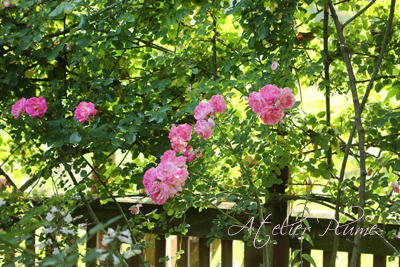 Le Jardin Secret 〜秘密の花園〜_e0154202_22131210.jpg
