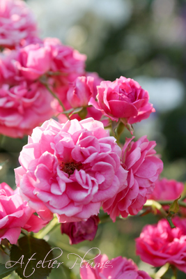 Le Jardin Secret 〜秘密の花園〜_e0154202_22132912.jpg