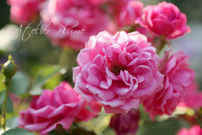 Le Jardin Secret 〜秘密の花園〜_e0154202_2213426.jpg