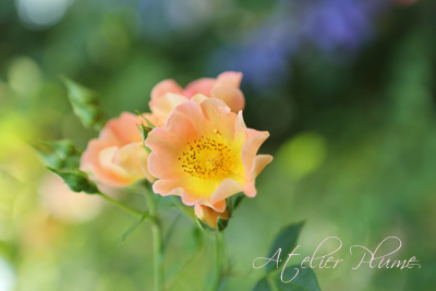 Le Jardin Secret 〜秘密の花園〜_e0154202_22164858.jpg