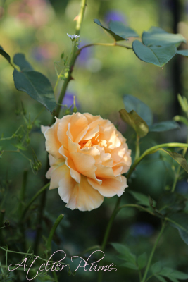 Le Jardin Secret 〜秘密の花園〜_e0154202_22173472.jpg