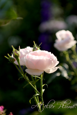 Le Jardin Secret 〜秘密の花園〜_e0154202_22174919.jpg