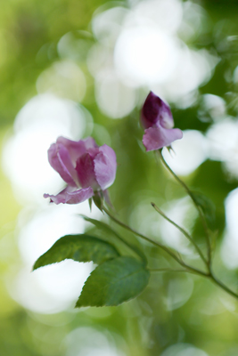 Le Jardin Secret 〜秘密の花園〜_e0154202_2218238.jpg