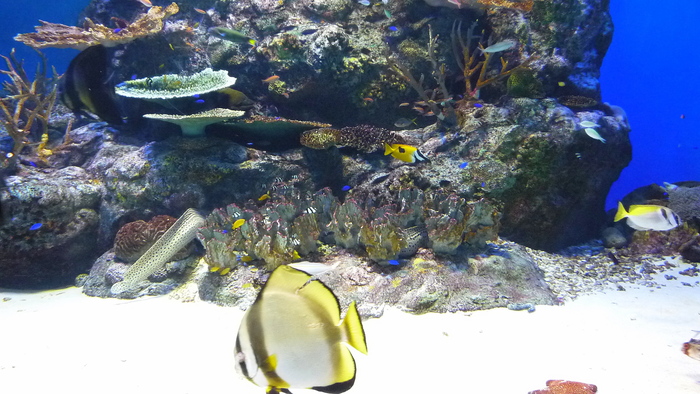 男鹿水族館GAOⅡ_a0214206_2038236.jpg