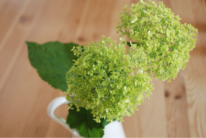 今週のお花 グリーンアナベル まいにち おうち日和 ときどき 山