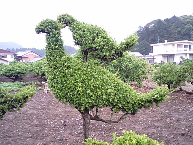 まめつげの木の楽しい仕立て 刈込 13 6 5 徳ちゃん便り まめつげの木の楽しい仕立て 刈込 13 6 5 徳ちゃん便り