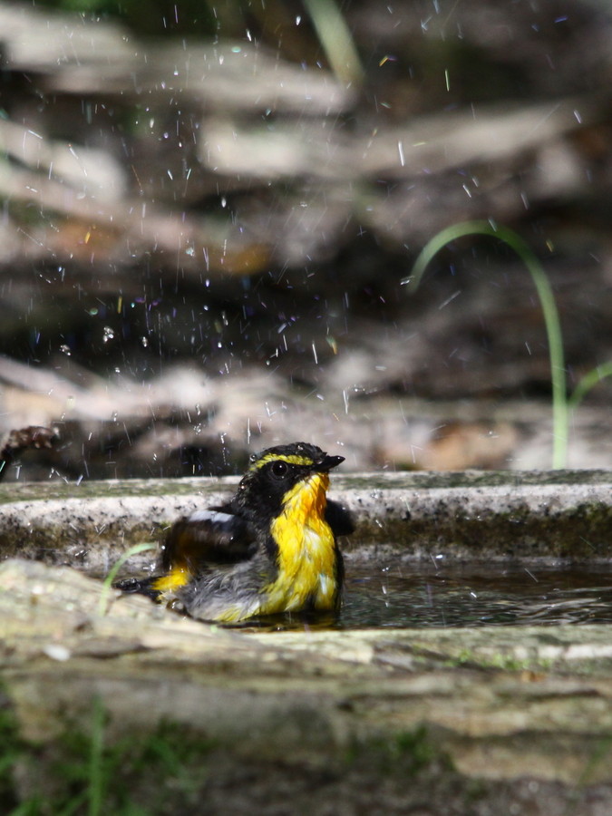 水場の鳥達（2013年6月5日）_f0235311_21293753.jpg