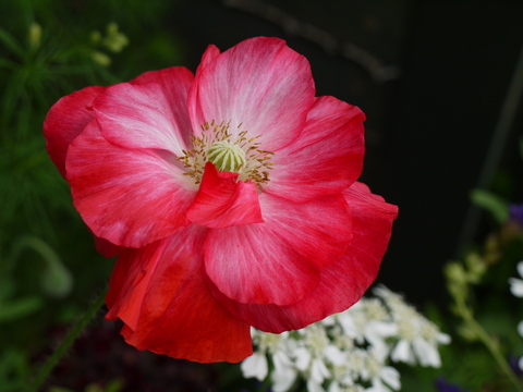 薔薇ツアー　　栃木県烏山市　ステファニー_b0116313_2347732.jpg