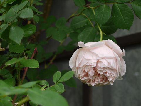 薔薇ツアー　　栃木県烏山市　ステファニー_b0116313_23563743.jpg