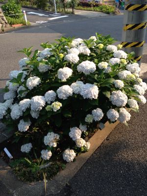 紫陽花の季節になりました。_e0016513_74232.jpg