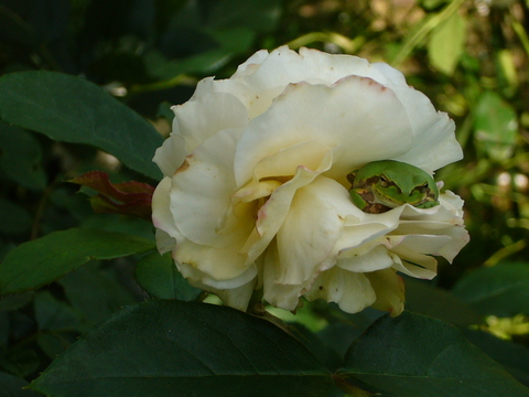 f0207213_19312263.jpg