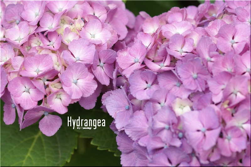 紫陽花_f0156117_6154233.jpg