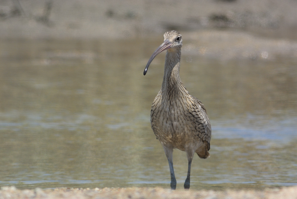 ホウロクシギ、タカブシギ_f0181821_18565589.jpg