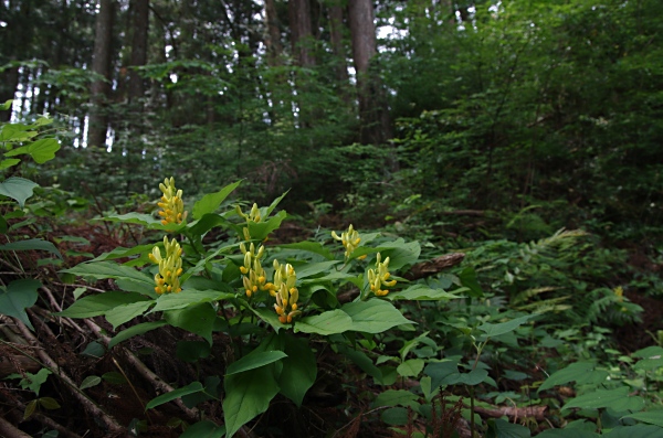 カキノハグサ_c0047422_19134072.jpg