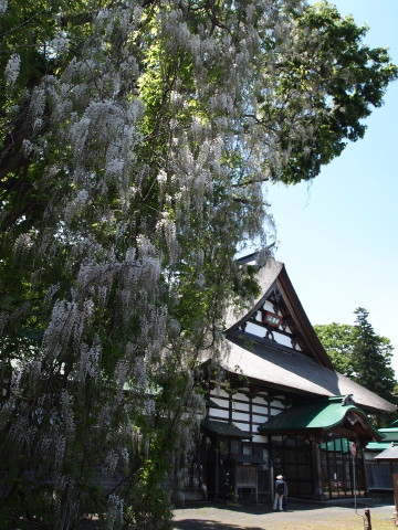 法眼寺白藤20130601(黒石市)_b0147224_21295442.jpg