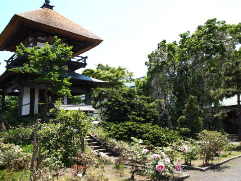 法眼寺白藤20130601(黒石市)_b0147224_21463983.jpg