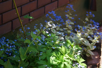 f0170524_19235464.jpg