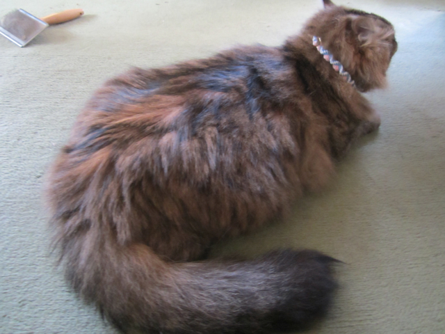 猫用のランヤード作品_c0099133_1442994.jpg