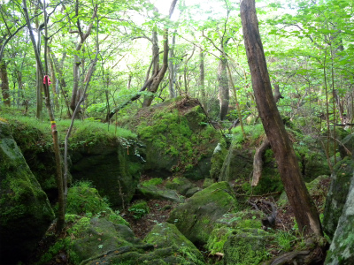 南西尾根コースから大船山～立中山～白口岳～鳴子山を歩く！_e0272335_9534290.jpg