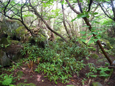 南西尾根コースから大船山～立中山～白口岳～鳴子山を歩く！_e0272335_957153.jpg