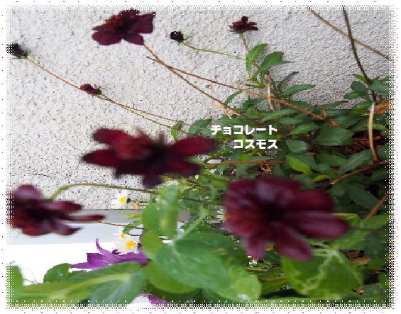 e0255638_13394987.png