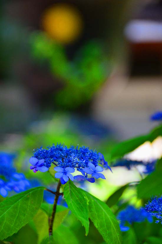 高幡不動尊　金剛寺_d0166643_1814428.jpg