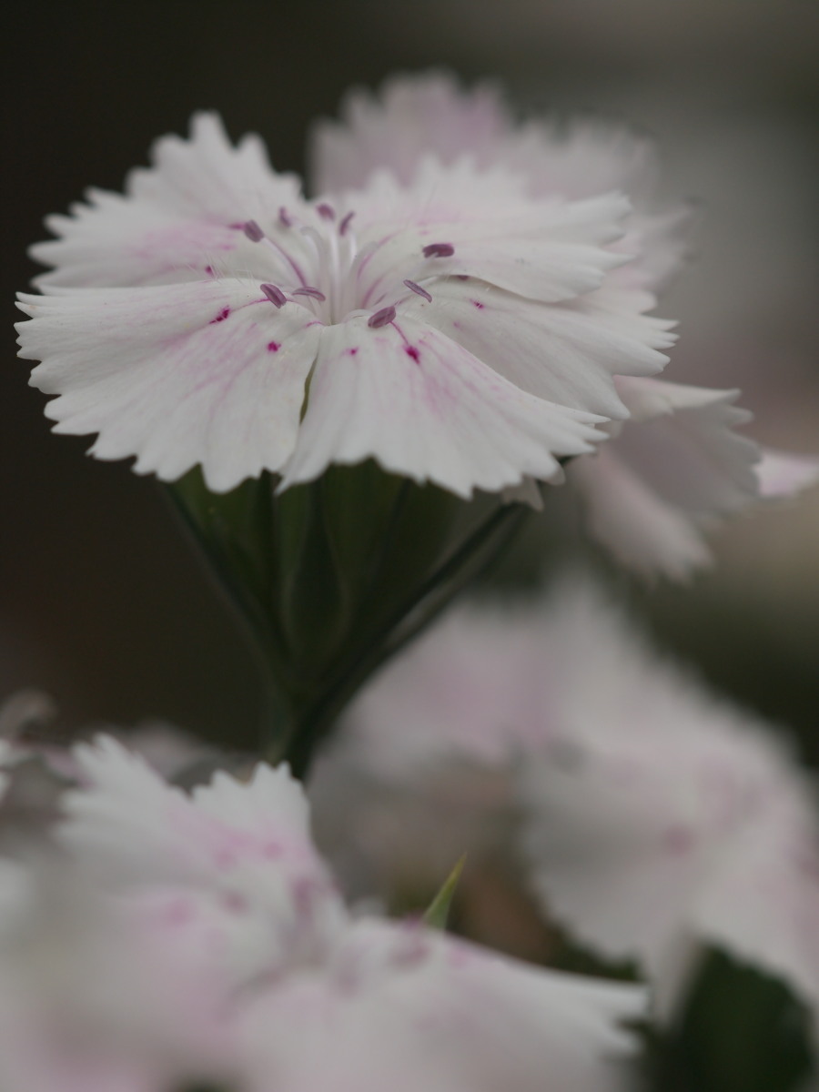 大宮 花の丘農林公苑-3　　　058)_c0068050_22495326.jpg