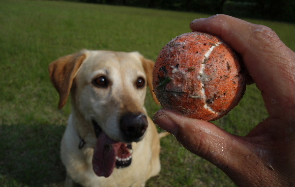 犬一匹、豆一升_d0238057_13441030.jpg