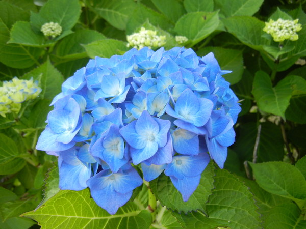 ’13,6,5(水)愛ちゃんもサの字寝しているよ!_f0060461_12584757.jpg