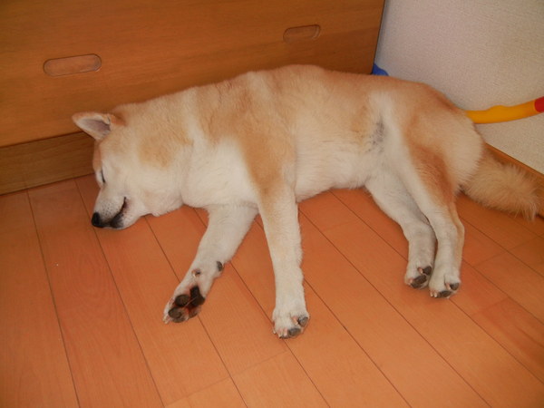 ’13,6,5(水)愛ちゃんもサの字寝しているよ!_f0060461_13172734.jpg