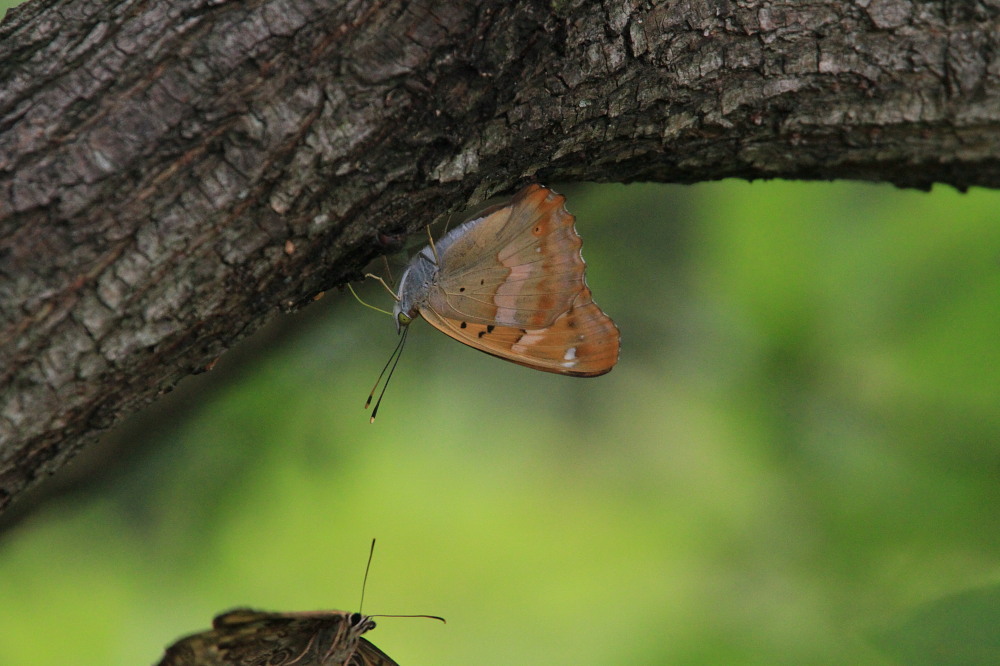 ゴマダラチョウ　　春型満喫！！　　2013.6.1埼玉県②_a0146869_20133187.jpg