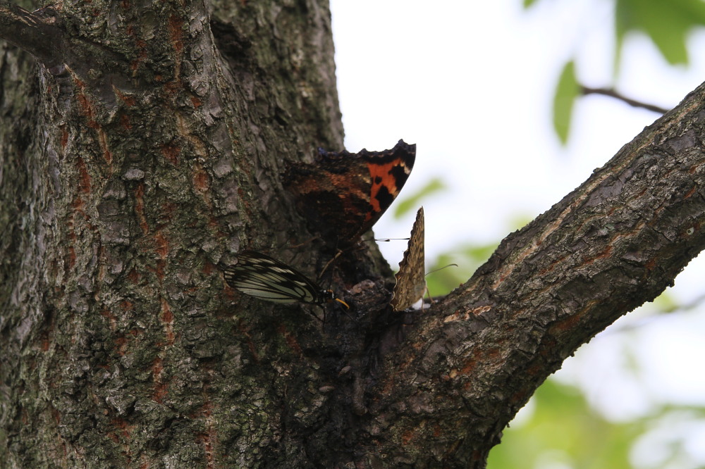 ゴマダラチョウ　　春型満喫！！　　2013.6.1埼玉県②_a0146869_2017276.jpg