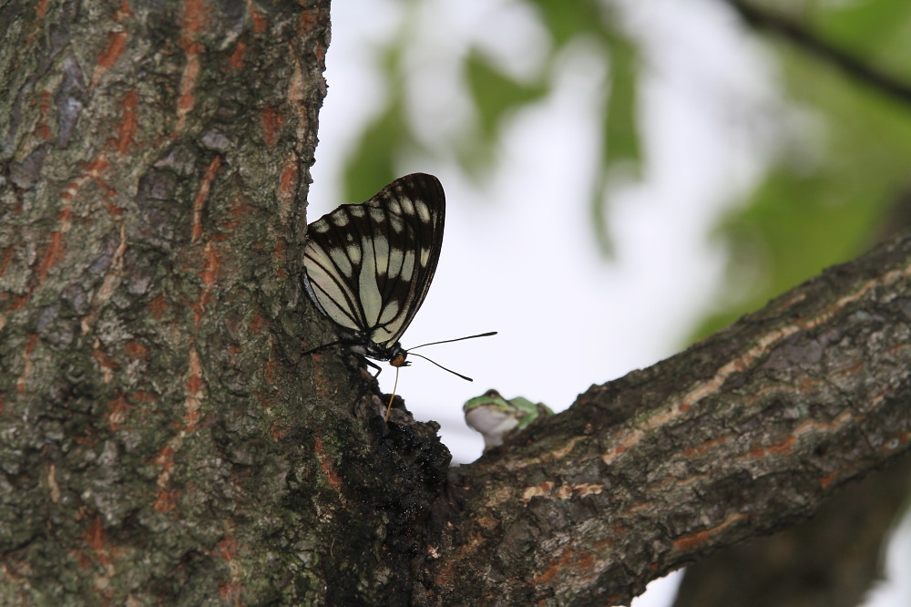 ゴマダラチョウ　　春型満喫！！　　2013.6.1埼玉県②_a0146869_2093091.jpg