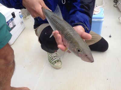 奄美でボーンフィッシュを釣る_f0074571_5465357.jpg