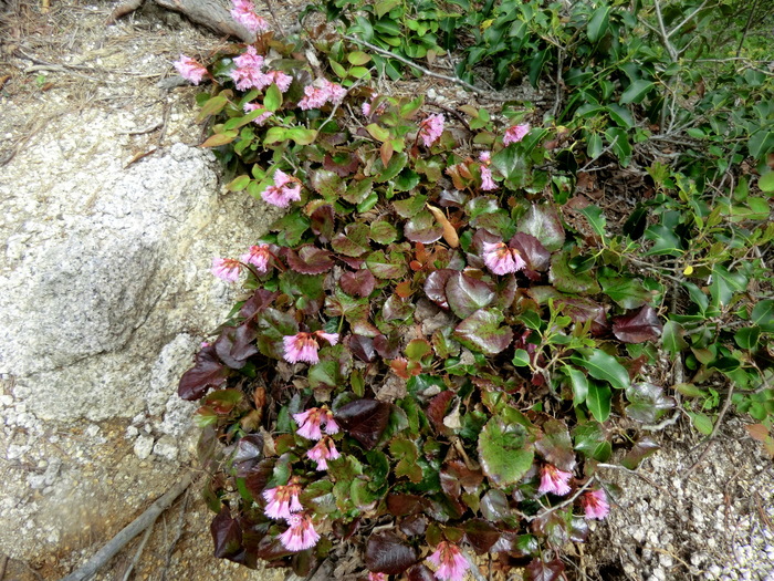 b0185573_15441070.jpg