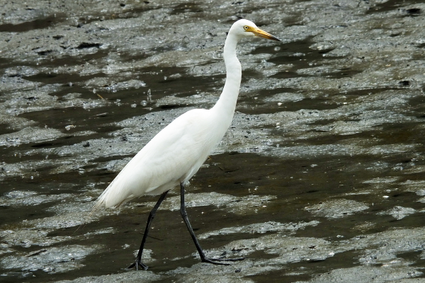 ★先週末の鳥類園(2013.6.1~2)_e0046474_20445719.jpg