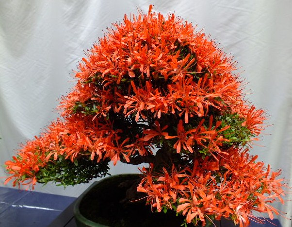 さつき のん木草 みどり見て歩き