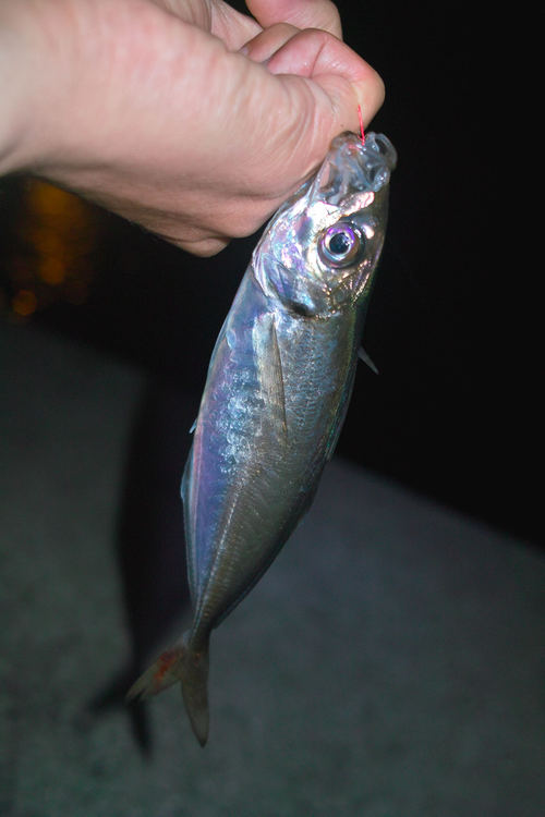 アジ狙いで 夜釣りへ 小物釣りのススメ