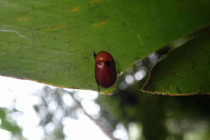 （３９　ランビル・ヒルズ公園のメイントレイルで_b0108186_23101143.jpg