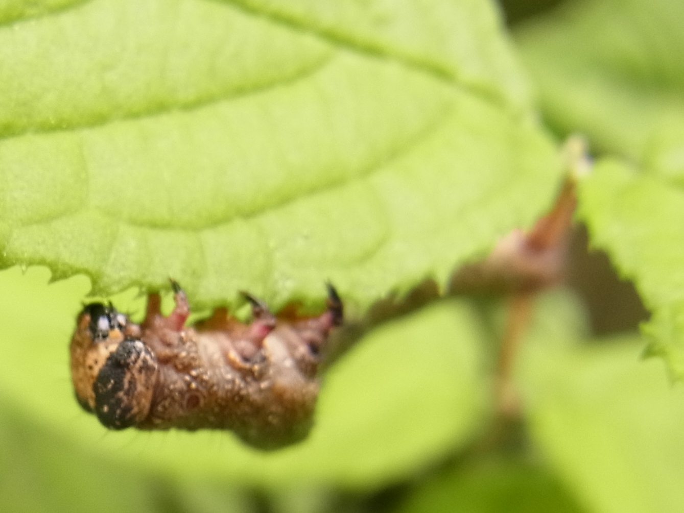 わかんないイモムシ二種 写ればおっけー コンデジで虫写真