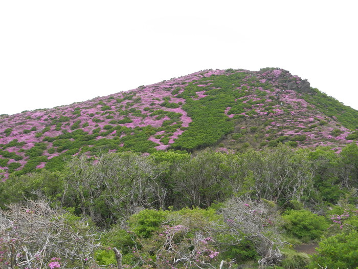 深山霧島躑躅(ﾐﾔﾏｷﾘｼﾏﾂﾂｼﾞ)_b0177493_1815773.jpg