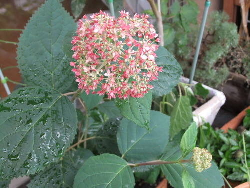 b0207496_8265933.jpg