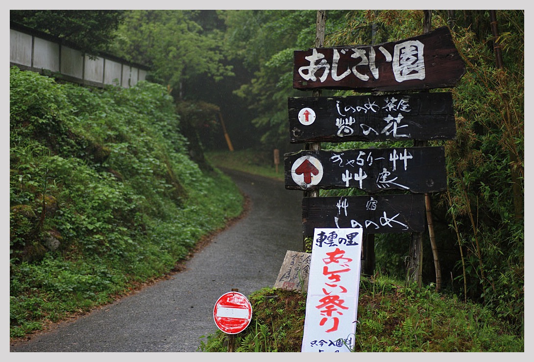 鹿児島 東雲の里 あじさい園 Magの写真創庫 鹿児島 東雲の里 あじさい園 Magの写真創庫