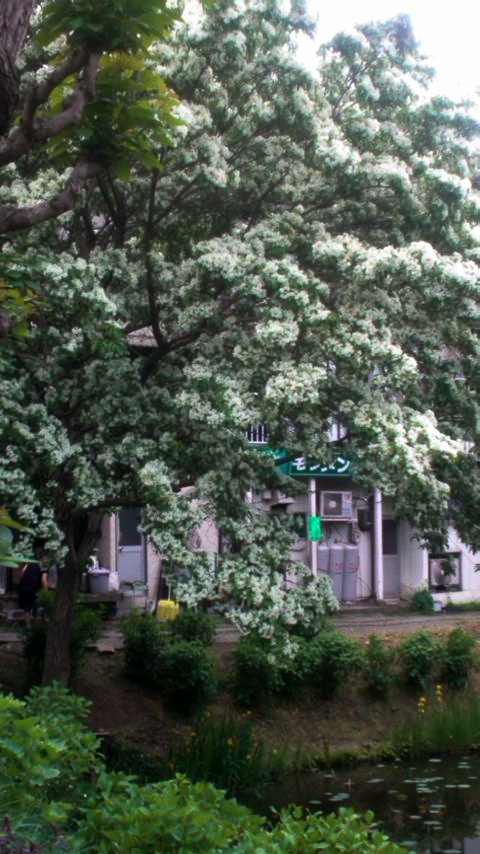 b0169403_16393777.jpg