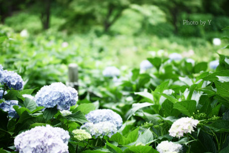 * 梅雨 *_c0083904_7373399.jpg