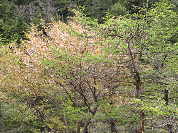 2013八ヶ岳開山祭_c0093205_22343342.jpg