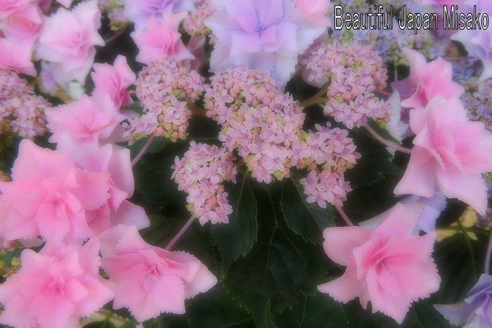 なばなの里　紫陽花満開～.｡･：*：･ﾟ`☆､｡_c0067206_106359.jpg